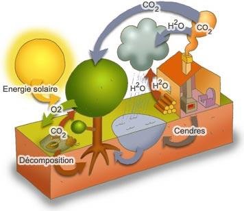 Dessin expliquant le cycle du carbonne